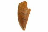 Serrated, Raptor Tooth - Real Dinosaur Tooth #125982-1